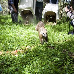Releases coatis raised at M'Bopicuá  into their natural habitat