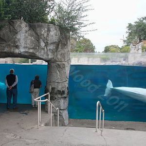 Beluga Whale