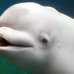 Beluga Whale