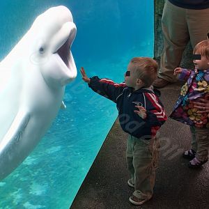 Beluga Whale
