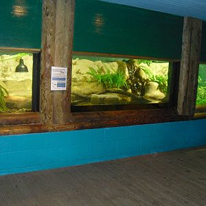 Morelet's Crocodile Exhibit - 12/10/2011