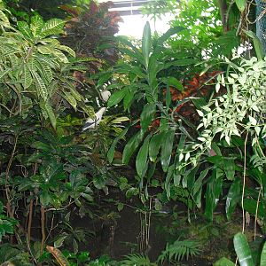 Pied Imperial Pigeon - 12/10/2011