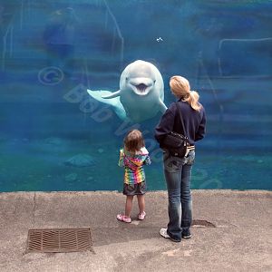 Beluga Whale