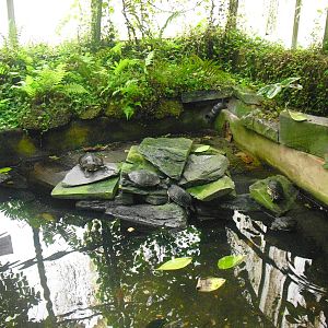 Terrapin Enclosure - 12/10/2011