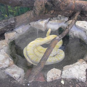 Burmese Python (Albino) - 12/10/2011