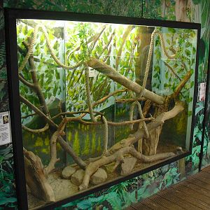 Central Bearded Dragon Display - 12/10/2011