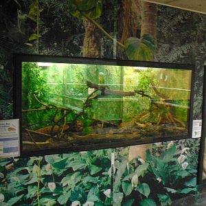 Red-tailed Boa Display - 12/10/2011