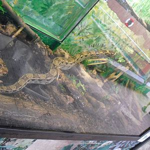 Red-tailed Boa - 12/10/2011