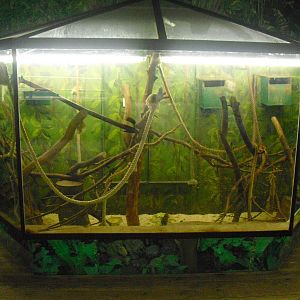 Tree-shrew Exhibit - 12/10/2011