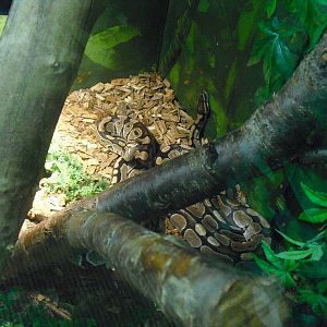 Royal Pythons (?) - 12/10/2011