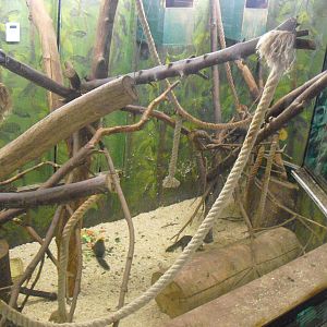 Tree Shrew Exhibit - 12/10/2011
