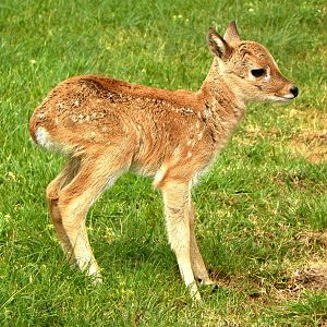 New Pampas Deer
