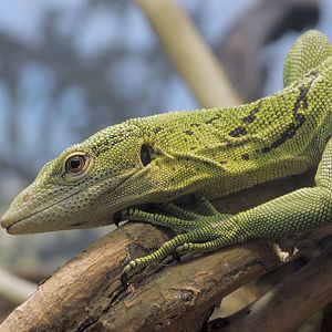 Green tree monitor
