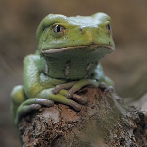 Waxy monkey frog