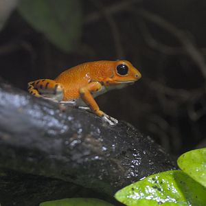 Strawberry poison dart frog