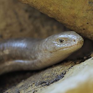 European glass lizard