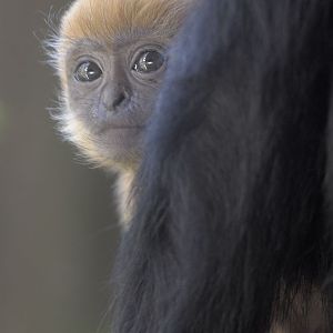 Francois langur infant