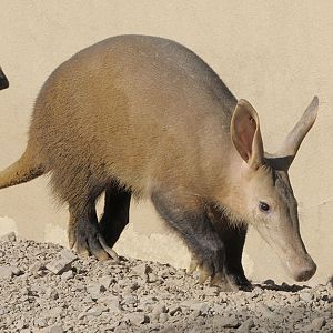 Aardvark