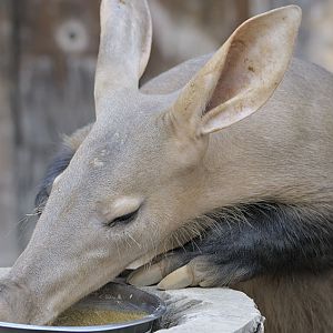 Aardvark feeding