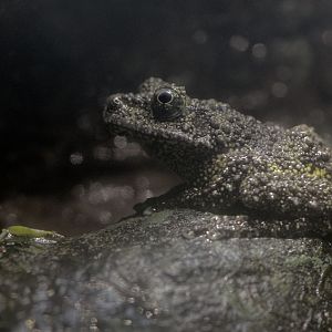 Vietnamese mossy frog