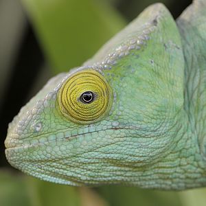 Parsons chameleon
