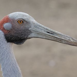 Brolga