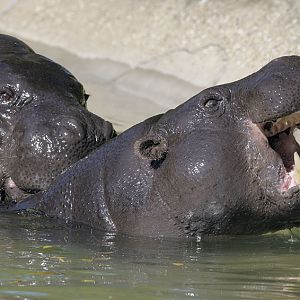Pygmy hippos