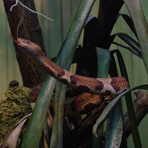 Broad-banded Copperhead at Leipzig, 02/09/11