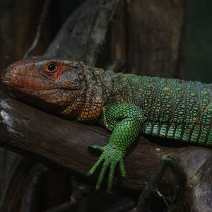 Caiman Lizard at Leipzig, 02/09/11