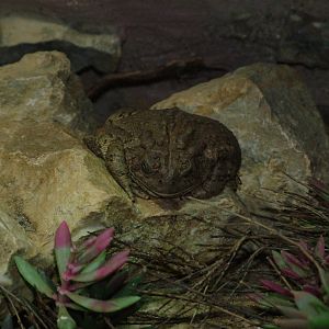 Great Plains Toad at Leipzig, 02/09/11