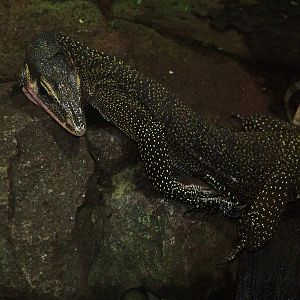 Peach-throated Monitor at Leipzig, 02/09/11