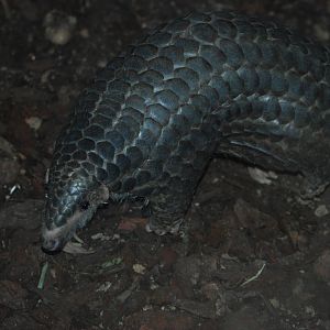 Chinese Pangolin at Leipzig, 03/09/11