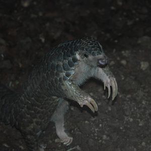 Chinese Pangolin at Leipzig, 03/09/11