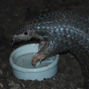 Chinese Pangolin at Leipzig, 03/09/11