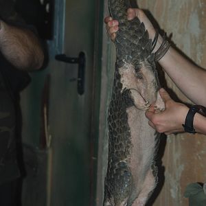 Chinese Pangolin at Leipzig, 03/09/11