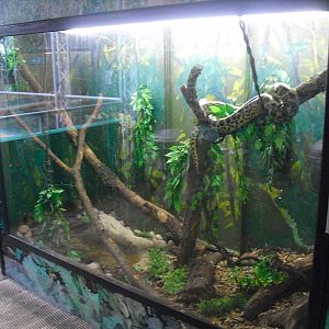 Yellow Anaconda Tank - 12/10/2011