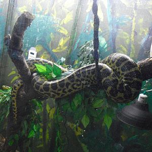 Yellow Anaconda - 12/10/2011
