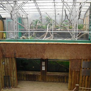 Amazon Tank/Iguana Exhibit - 12/10/2011