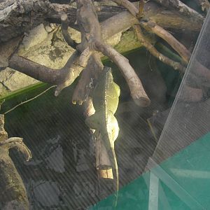 Green Iguana - 12/10/2011