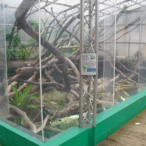 Iguana Exhibit - 12/10/2011