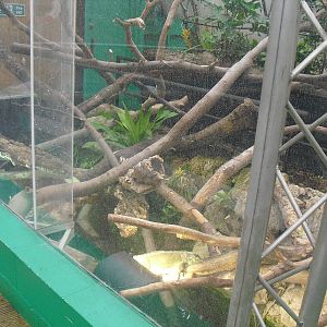Iguana Exhibit - 12/10/2011