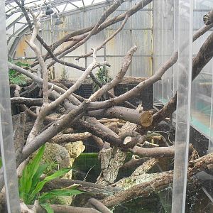 Iguana Exhibit - 12/10/2011