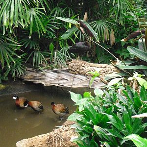 White-faced Whistling Ducks and Puna Ibis - 12/10/2011