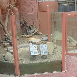 Sudan Plated Lizard/Elongated Tortoise Mixed Exhibit - 12/10/2011