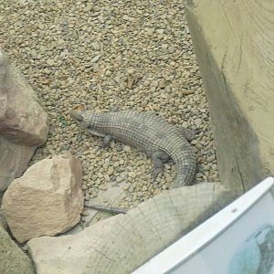 Sudan Plated Lizard - 12/10/2011