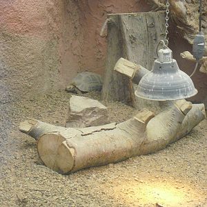 Elongated Tortoise - 12/10/2011