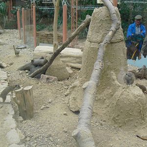 Meerkat Exhibit - 12/10/2011