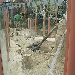 Meerkat Exhibit - 12/10/2011