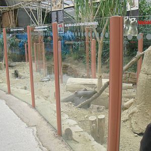 Meerkat Exhibit - 12/10/2011