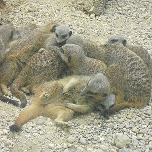 Meerkats - 12/10/2011